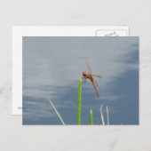 oranje Libelle Postkarte Briefkaart (Voorkant / Achterkant)