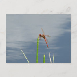 oranje Libelle Postkarte Briefkaart