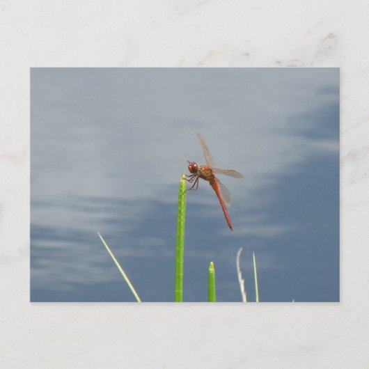 oranje Libelle Postkarte Briefkaart (Voorkant)