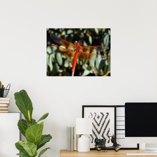 Oranje libellen met open vleugels poster (Thuiskantoor)