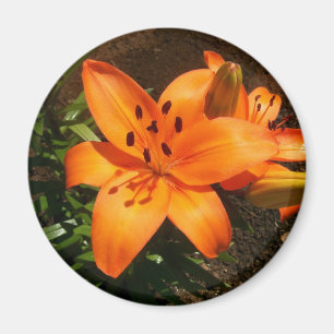Oranje Lilies Magnet