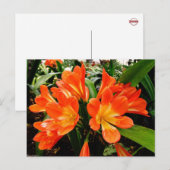 Oranje Lillies Flowers @ Funchal, Portugal Briefkaart (Voorkant / Achterkant)