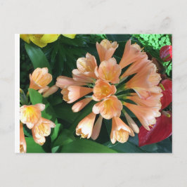 Oranje Lilly Briefkaart