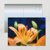 Oranje Lilly Flower Blossom Briefkaart (Voorkant / Achterkant)