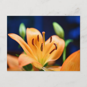 Oranje Lilly Flower Blossom Briefkaart
