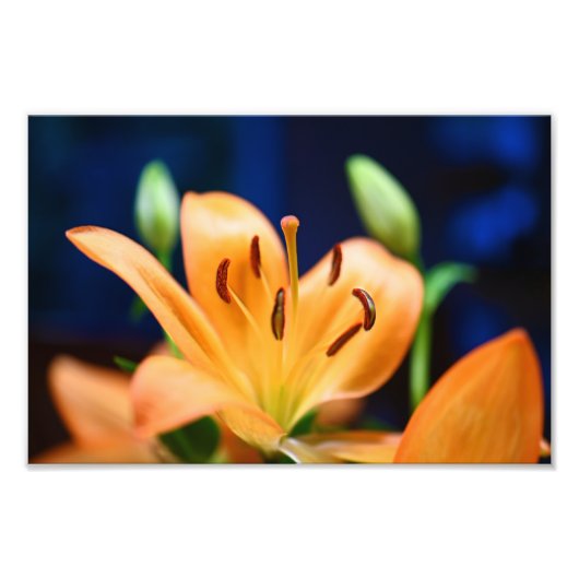 Oranje Lilly Flower Blossom Foto Afdruk (Voorkant)
