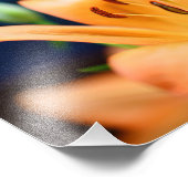 Oranje Lilly Flower Blossom Foto Afdruk (Hoek)