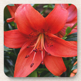 Oranje Lily Bloom Floral Bier Onderzetter