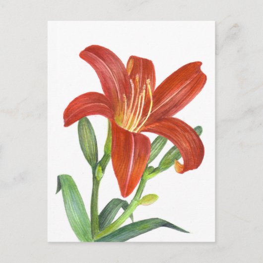 Oranje Lily Botanische illustratie Briefkaart (Voorkant)