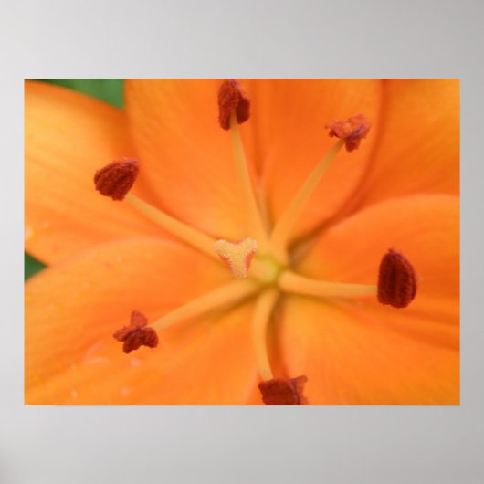 Oranje Lily Floral Print (Voorkant)