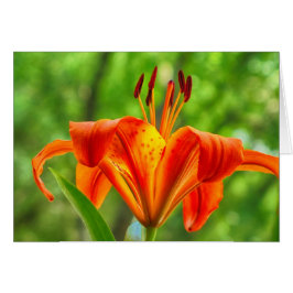 Oranje Lily Flower