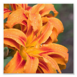 Oranje Lily Flower Foto Afdruk