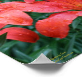 Oranje Lily Flower Garden Poster (Hoek)