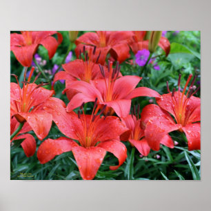 Oranje Lily Flower Garden Poster