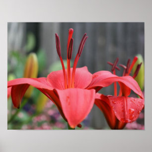 Oranje Lily Flower Sluiten Poster