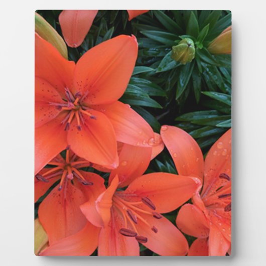 Oranje Lily Fotoplaat (Voorkant)