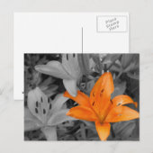 Oranje Lily Hand-Colored Briefkaart (Voorkant / Achterkant)