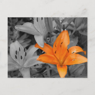Oranje Lily Hand-Colored Briefkaart
