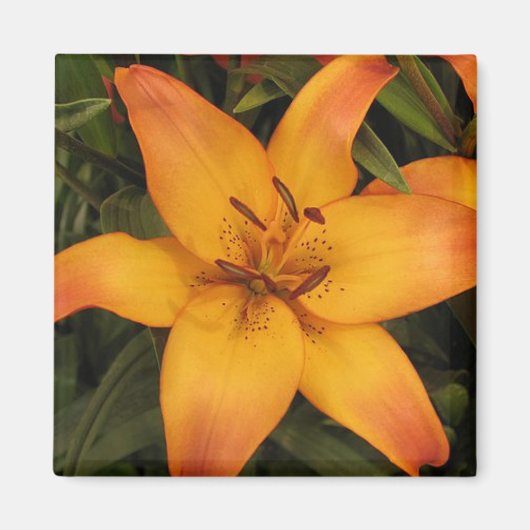 Oranje Lily Magneet (Voorkant)