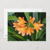 Oranje Lily met Multiple Blooms Briefkaart (Voorkant / Achterkant)