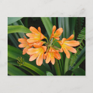 Oranje Lily met Multiple Blooms Briefkaart