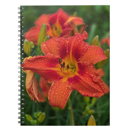 Oranje Lily Notitieboek (Voorkant)