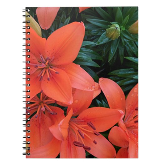 Oranje Lily Notitieboek (Voorkant)