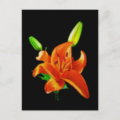 Oranje Lily op zwart Briefkaart (Voorkant)