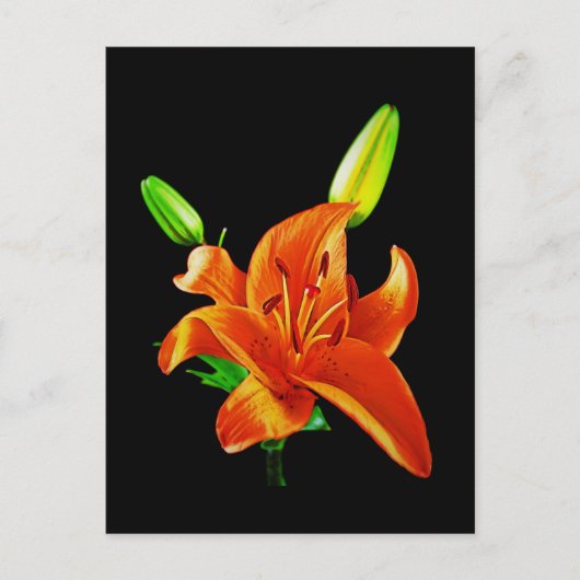 Oranje Lily op zwart Briefkaart (Voorkant)