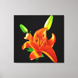 Oranje Lily op zwart Canvas Afdruk
