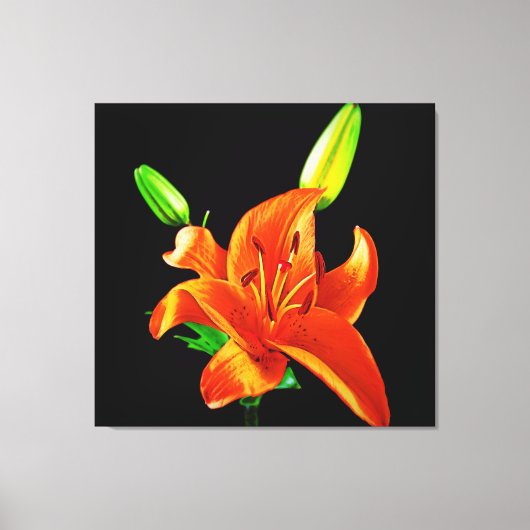 Oranje Lily op zwart Canvas Afdruk (Voorkant)