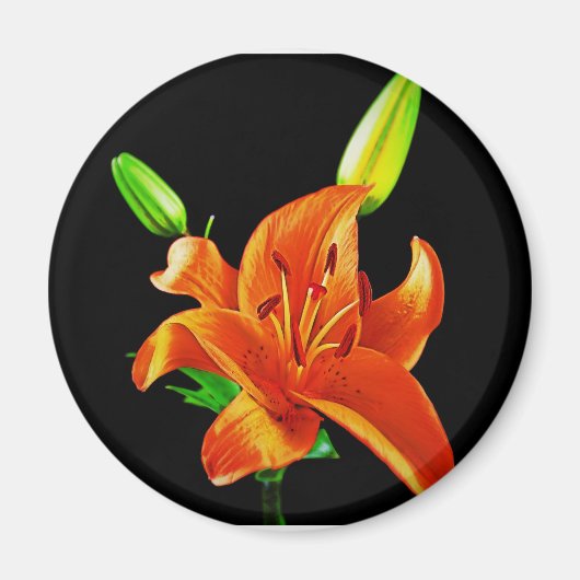 Oranje Lily op zwart Magneet (Voorkant)