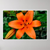 Oranje Lily Poster (Voorkant)