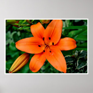 Oranje Lily Poster