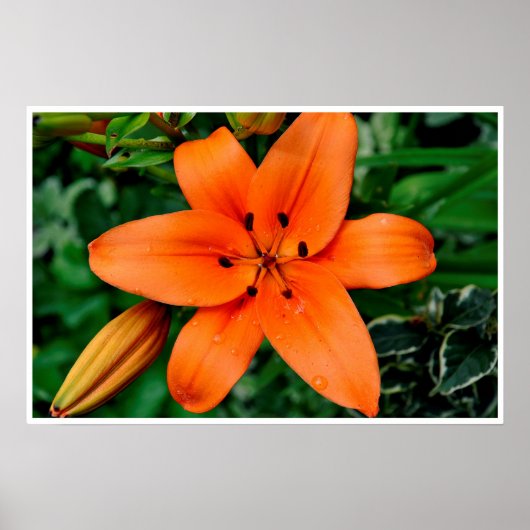 Oranje Lily Poster (Voorkant)