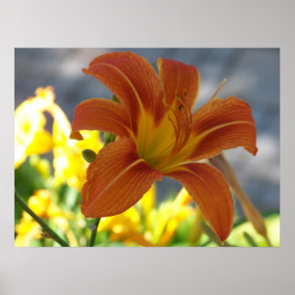 Oranje Lily Poster