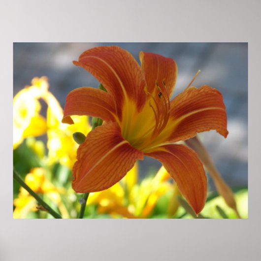Oranje Lily Poster (Voorkant)