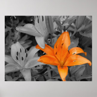 Oranje Lily Poster