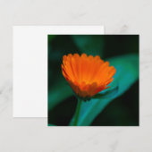 Oranje madeliefbloem kaart (Voorkant / Achterkant)