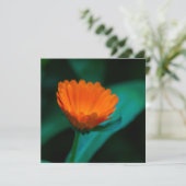 Oranje madeliefbloem kaart (Staand voorkant)