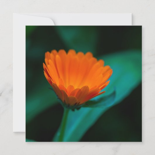 Oranje madeliefbloem kaart (Voorkant)
