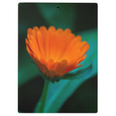 Oranje madeliefbloem klembord (Achterkant)