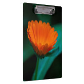 Oranje madeliefbloem klembord (Rechts)
