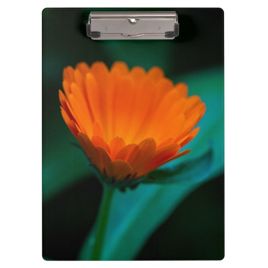 Oranje madeliefbloem klembord (Voorkant)