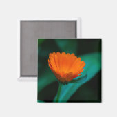 Oranje madeliefbloem magneet (Voorkant / Achterkant)