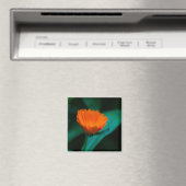 Oranje madeliefbloem magneet (Insitu (Vaatwasser))