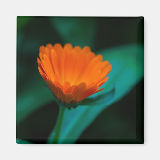 Oranje madeliefbloem magneet (Voorkant)