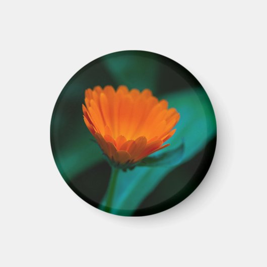Oranje madeliefbloem magneet (Voorkant)