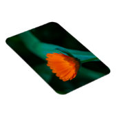 Oranje madeliefbloem magneet (Rechterzijde)