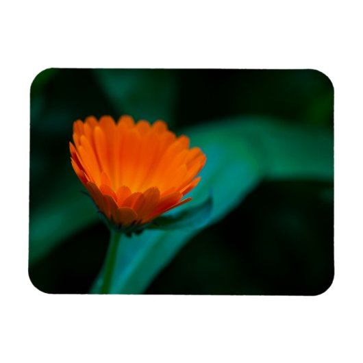 Oranje madeliefbloem magneet (Horizontaal)